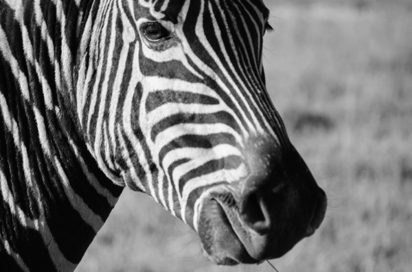 Zebra Stripes by Creative Chronicles